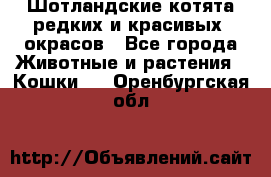 Шотландские котята редких и красивых  окрасов - Все города Животные и растения » Кошки   . Оренбургская обл.